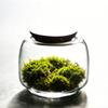 Moss Micro Landscape Small Glass Bottle with Lid Plant Terrarium Jar Vase Container Home Green Plant Decor
