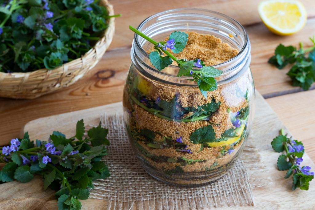 SAFLAX Garden in the Bag – Gemahlener Efeu – 75 Samen – Mit Substrat im passenden Standbeutel – Glechoma hederacea