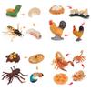 Adorable Montessori Simulation Solid Turtle Chick Frog Animal Growth Cycle Teaching Aids For Engaging Learning And Decorative Displays
