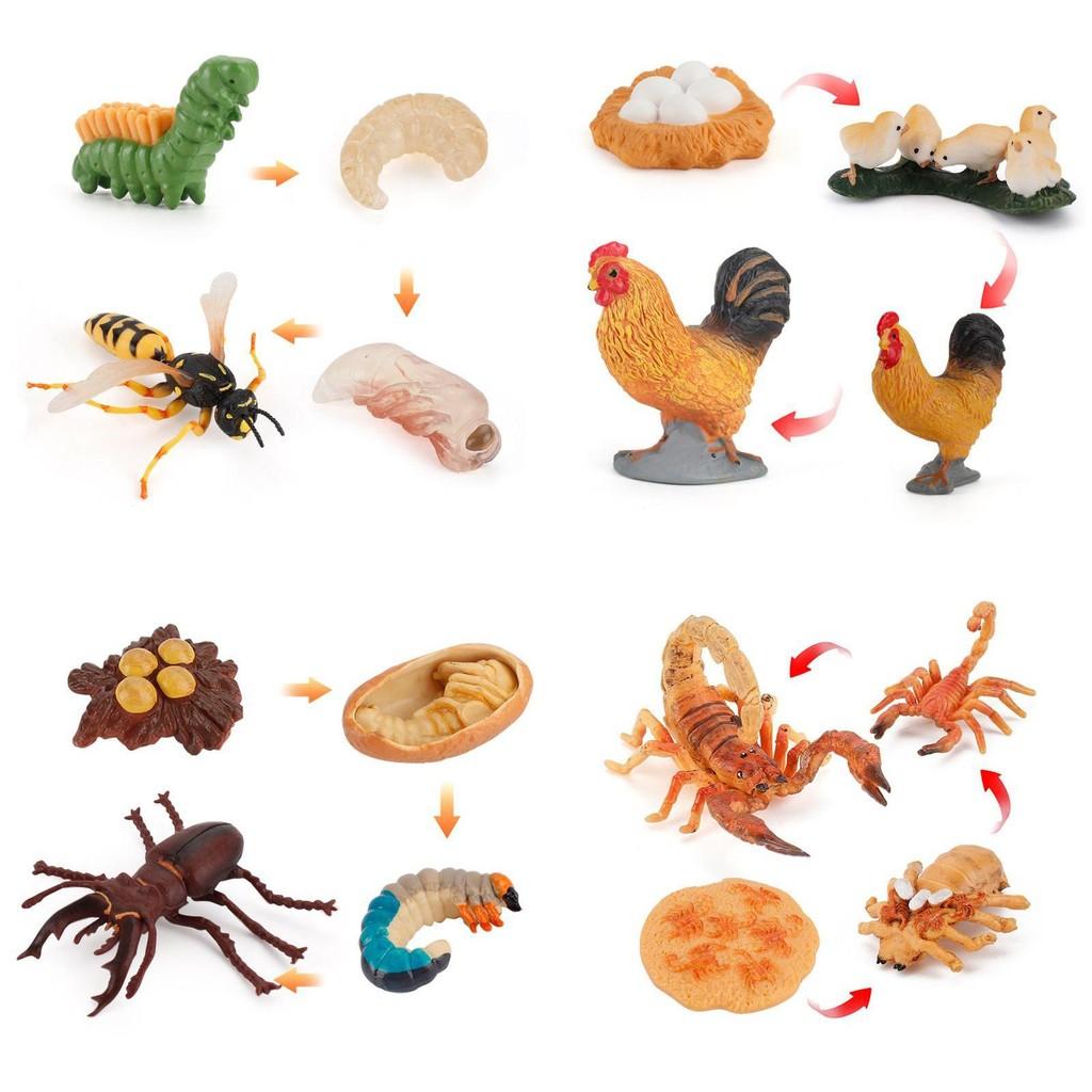 Adorable Montessori Simulation Solid Turtle Chick Frog Animal Growth Cycle Teaching Aids For Engaging Learning And Decorative Displays