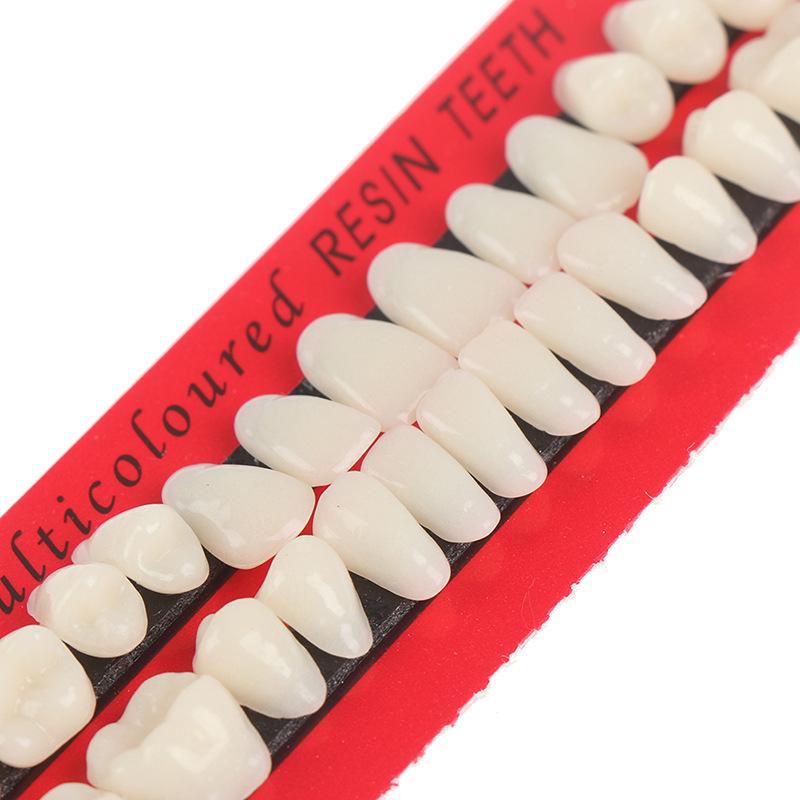 28-Tooth Dental Teaching Model Set