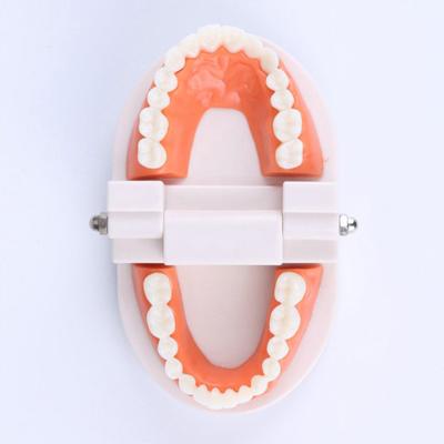 Standard Teeth Model Adult Standard Typodont Demonstration Denture Model Display
