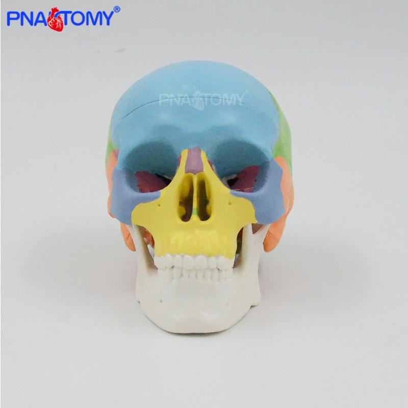 Modelo de Caveira Mini Colorido, Destacável em 3 Partes, Referência Anatômica para Arte/Ensino, Esqueleto Portátil