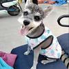 Summer Cat Dog Vest for Small Dogs Cats Mesh Pet Clothes Clothing Puppy Tshirt Yorkshire Shih Tzu Shirts Roupa Para Cachorro