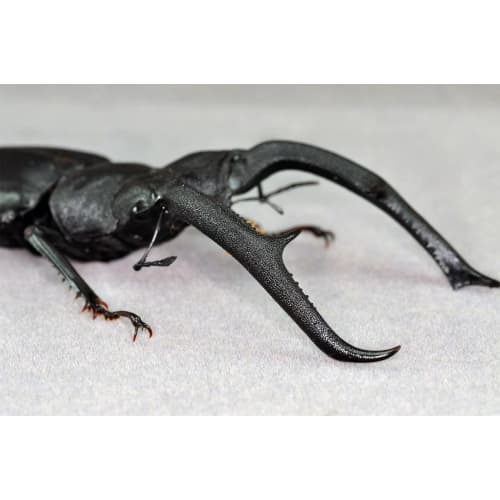 BACALYSO | Nirvana 1/1 Scale Mandibularis Stag Beetle Figure, Magnetic Refrigerator Ornament, Illustrated Guide to Wild Insects, Summer Beetle, King o