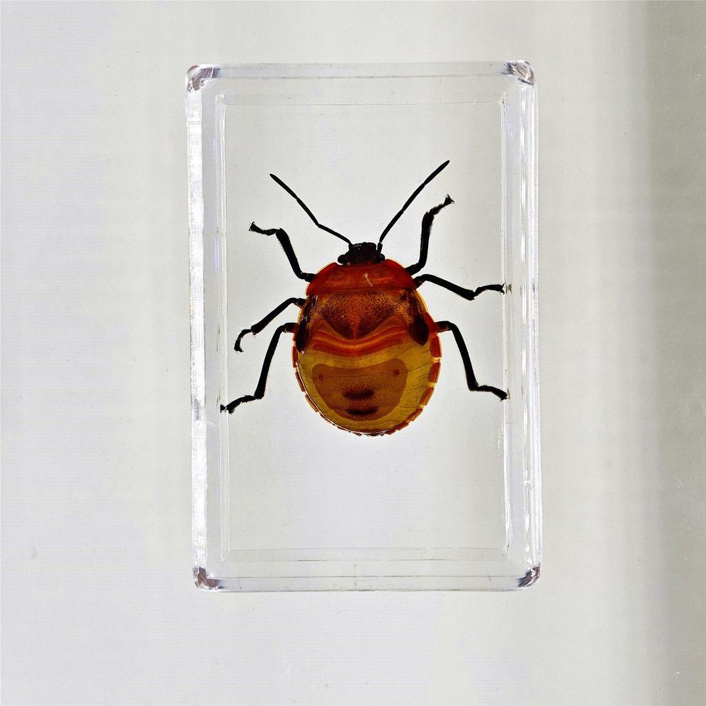 Okazy Owadów: Prawdziwy Pająk, Skorpion, Osa Błotna w Przezroczystej Żywicy do Nauczania i Dekoracji