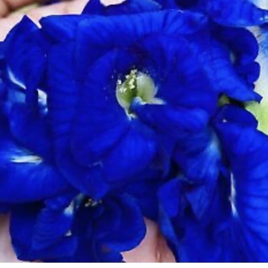 Organic Butterfly Pea Flower Tea 3.5 Oz (100g) - Up To 500 Servings