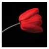 Canvas Print Red Tulip Black Background