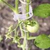 Green Plant Support Clips & Vines for Seedlings
