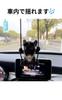 Blue Maple Rearview Mirror Car Stylish Car Decor Accessory, Accessory, (Bulldog)