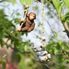 Creative Resin Animal Hanging Garden Ornaments - Koala & Orangutan Mini Figurines Decor for Lawn Garden Yard Terrace Patio Tree
