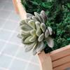 Realistic Flocked Succulents: Small Artificial Green Plant Wall Decor for Interiors