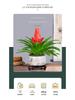 Jade Fan: Indoor Easy-Care Green Plant for Wealth & Blooms