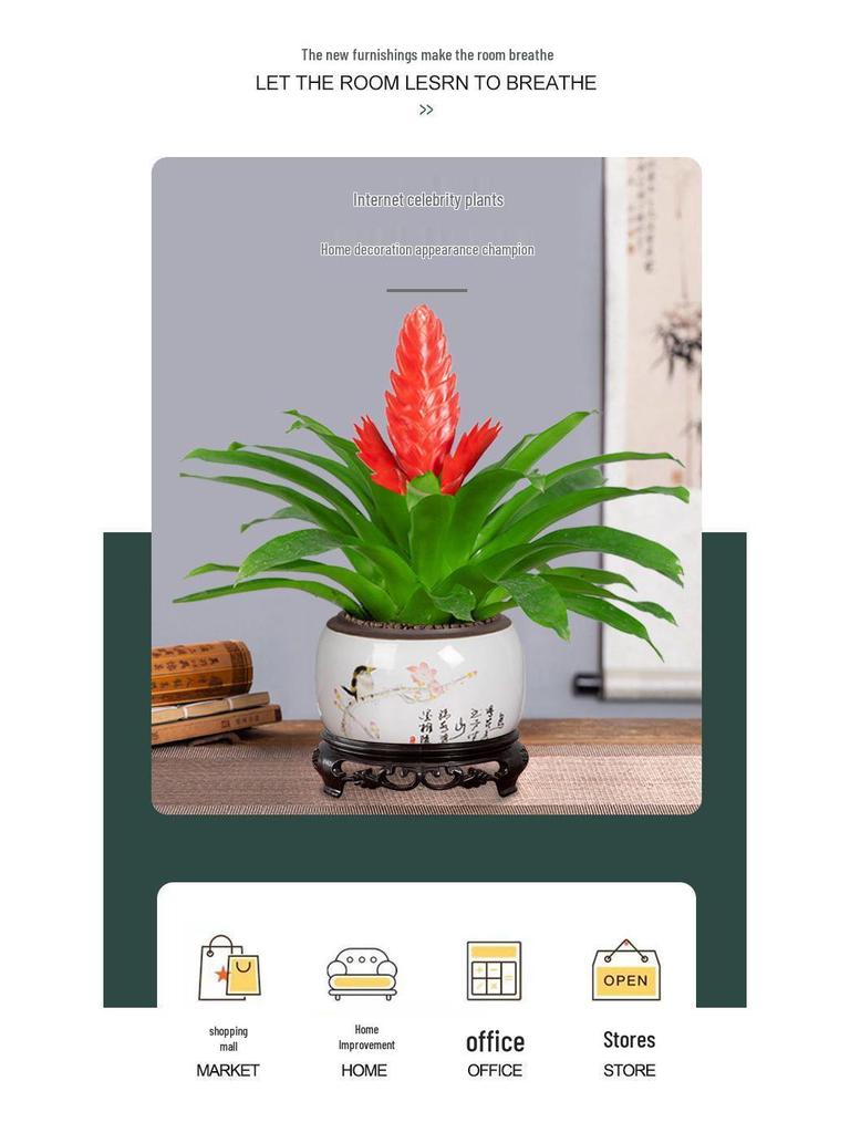 Jade Fan: Indoor Easy-Care Green Plant for Wealth & Blooms