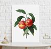 Peach Blossom Vintage Poster