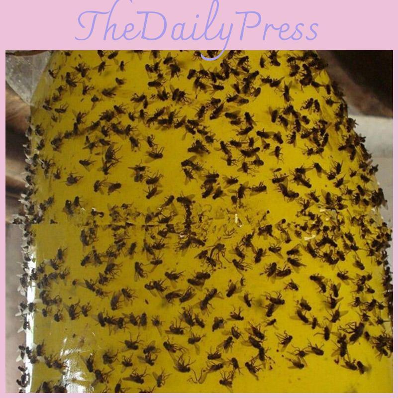 Premium 5pcs Outdoor Yellow Sticky Glue Flying Pest Insect Papers Traps For Bugs