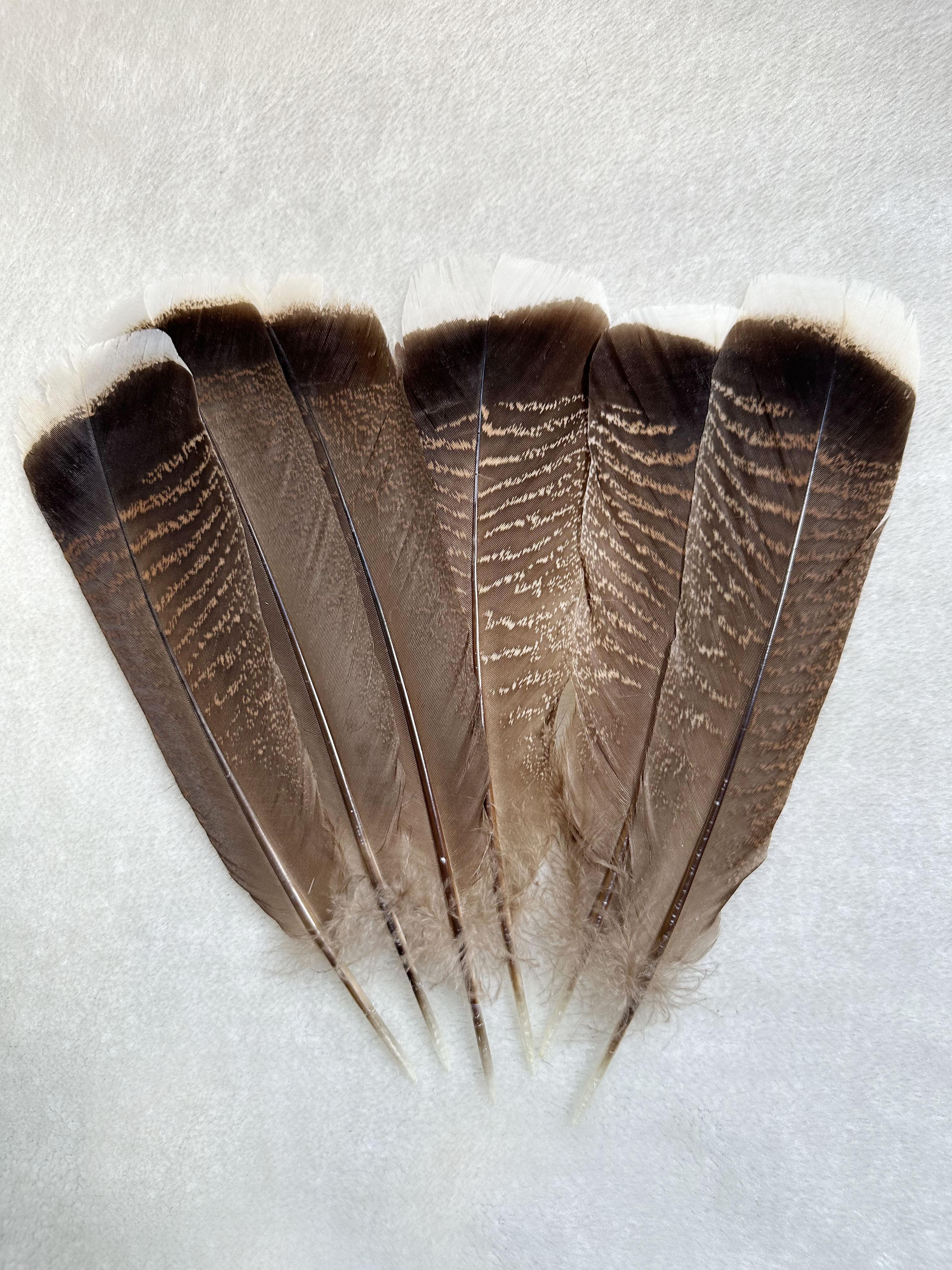 

Натуральное перо хвоста индейки 10-30см/10 4-12 дюймов Для головных уборов Одежды Шляп Вечеринок Плюмаж Сделай сам Карнавал Свадебное украшение 50PCS