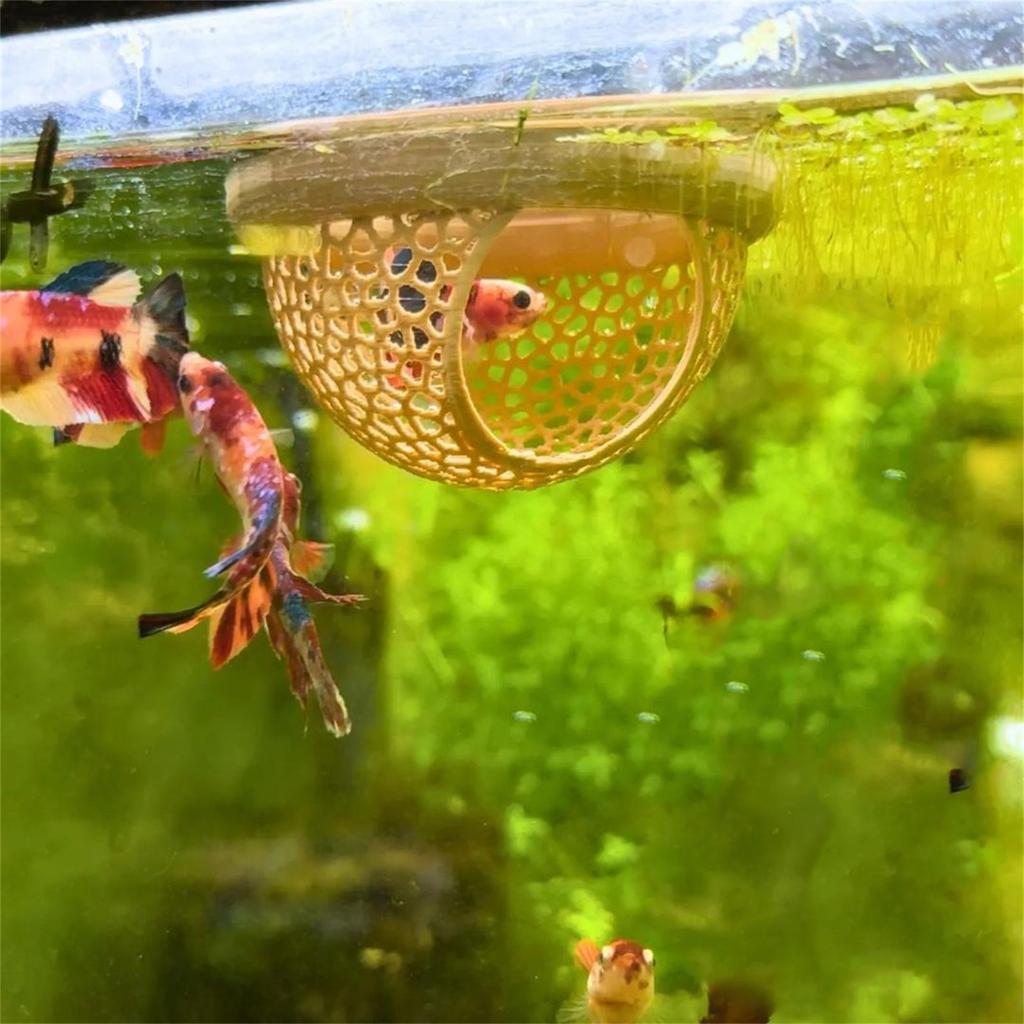 Floating Fish Lounge Resting Spots For Betta Aquarium Cave Shrimp Hide Resting Area for Fish