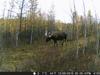 Hunting Camera Trail Cameras 20MP 1080P  Night Vision Photo Trap  HC801A Wireless Wildlife Surveillance Tracking
