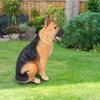 Resin Garden Landscape Simulation Dog Lawn Figurine Balcony Puppy Animal Decoration Craft