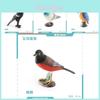 Stunning Realistic Bird Figurines Set Featuring Colorful Dove Magpie And Cuckoo Models
