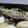 Simulated Turtle Ornaments for Landscape Decoration