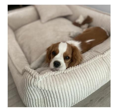 Legowisko Ortopedyczne Denzoo Milano Beige "M" 80X60 Kojec Sofa Posłanie