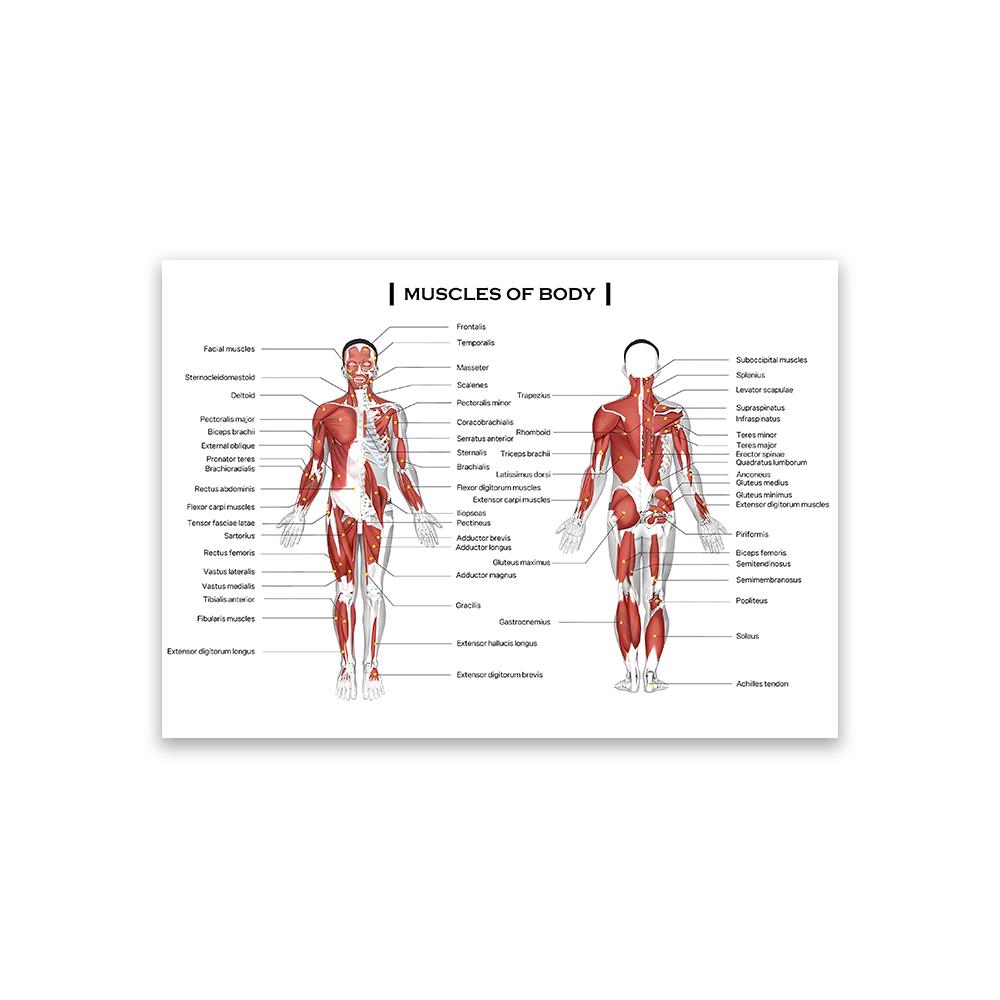 Muscles Of Body Chart Prints Human Anatomy Educational Poster Posters And Prints Of The Muscular System Medical Science Decor 21X30CMNo Framed
