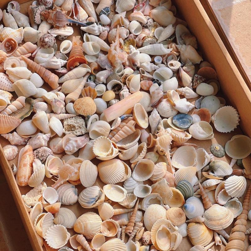 Handmade Mini Seashell Ornaments: Conch Photo Frame, Storage Box, Fish Tank Decor