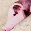Simulated Pig Plush Toy Realistic Pig Cushion Creative Pig Stuffed Pillow  Kids Toy