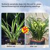 Hnojivo pro specifické orchideje Hnojivo s pomalým uvolňováním Gentleman Orchid Butterfly Orchid Specifické Podporuje kvetení