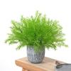 Plant Asparagus Cochinchinensis For Interior Decoration Photography Events