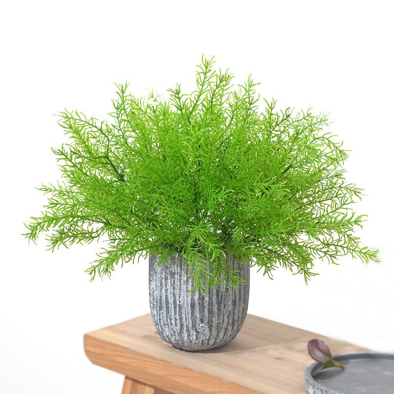 Plant Asparagus Cochinchinensis For Interior Decoration Photography Events