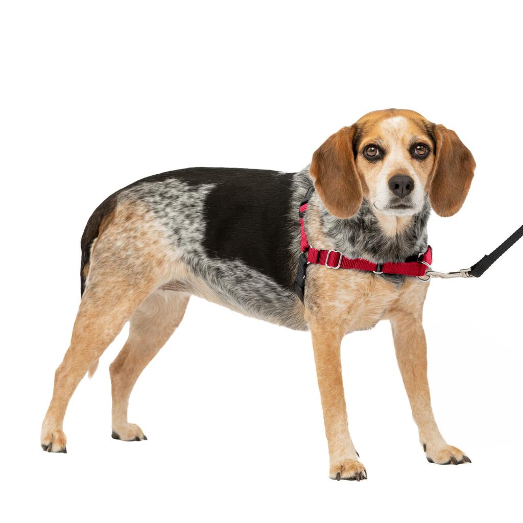 PetSafe Easy Walk Harness Red (SM, & Black)