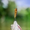 5Pcs Popper Fishing Lures 6.5cm 11g Wobblers Artificial Bait Carp Fishing Accessories Tools for Trout Bass