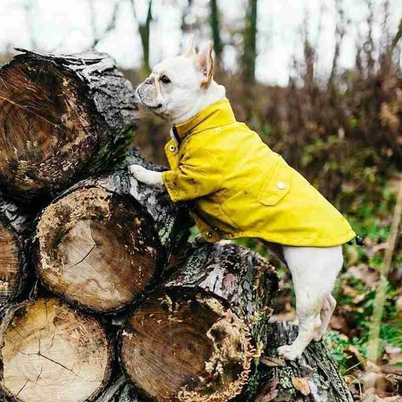 poodle raincoat