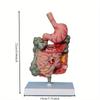 Human Digestive System Model Stomach Anatomy Large Intestine Cecum Rectum Duodenum Human Internal Organs Structure Model