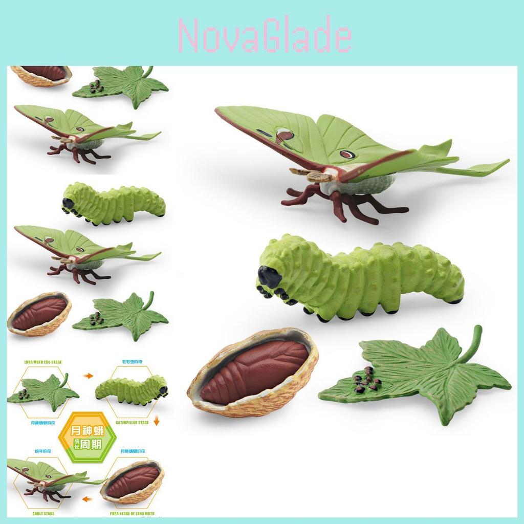 High Quality Pvc Luna Moth Growth Cycle Model Four Piece Set For Educational Use