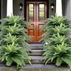 Plastic Wall Hanging Plastic Leaf Silk Leaf Artificial Ferns Vine Artificial Plant Vine  Home Decor