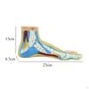Model anatomic de picior uman scheletic medical practice cu semne digitale pentru cercetare