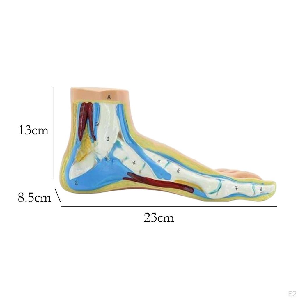 Anatomisches Fußmodell, menschliches Skelett, medizinisch-praktisch, mit digitalen Zeichen für die Forschung