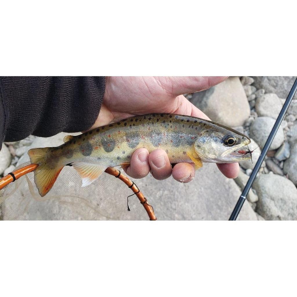 Used Tenkara Zenmai Kebari Yamame Amago Char Fly Fishing Managed Fishing Spot