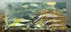 Jackall Bait Minnow 138 UV Flashing Ayu