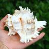 DIY Kirin Snail Large Fish Tank Decor Conch Shells Crafts Statue  Specimen Collection