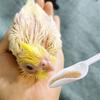 Pointed Bird Feeder Spoons Parrots Feeding Scoops- Beak-Imitation Cockatiel Milk Feed Liquid Diet Bird Feeding