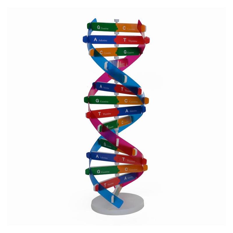 DIY DNA Double Helix Model Kit for Biology Teaching and Science Experiments
