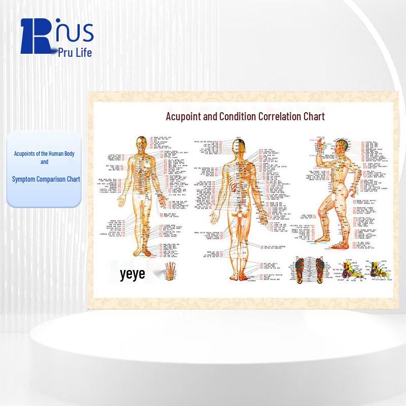 Human Meridian Acupoint Wall Chart