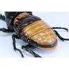 Free Research Series No.26 Living Creatures Edition Hercules Beetle Plastic Model