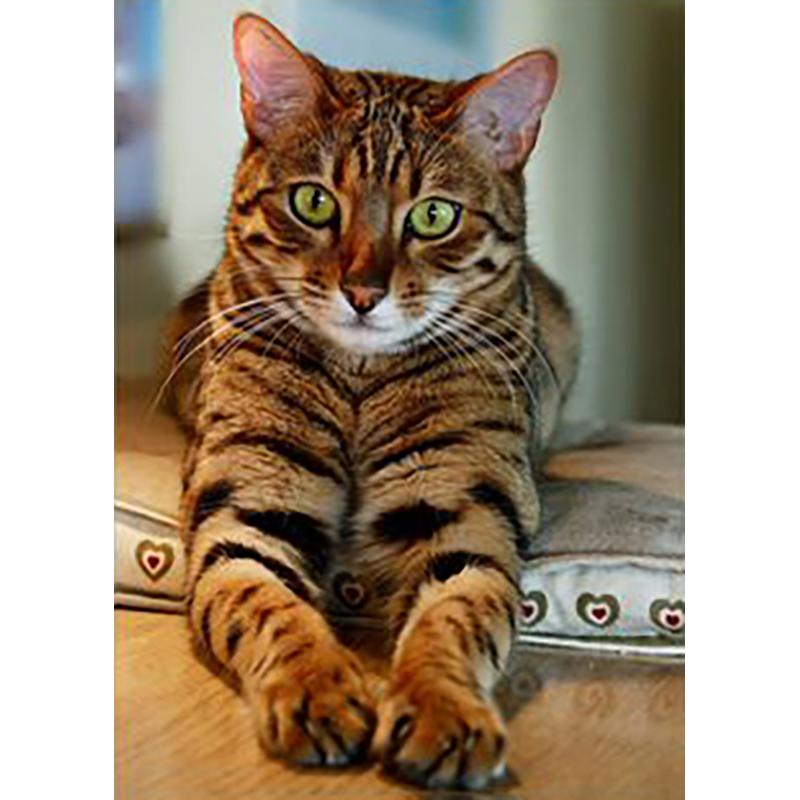 DIY Cat 5D Diamond Painting Full Round Drill Rhinestones Animals Diamond Embroidery Cross Stitch Mosaic Hobby Gift Home Decor