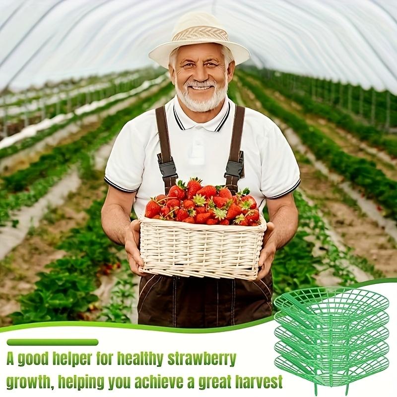 16 Stück Grüner Erdbeer-Pflanzständer mit 3 stabilen Beinen - PVC-Pflanzenstützkäfig, Korrosions- und Fäulnisbeständig für Hausgarten,